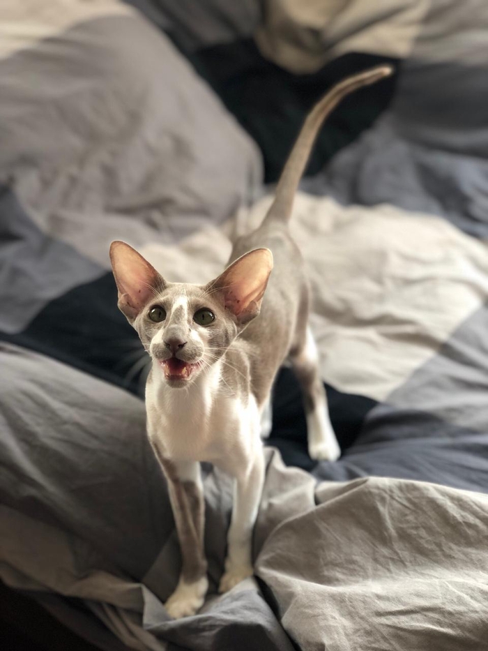 ��� ��������������� ����������