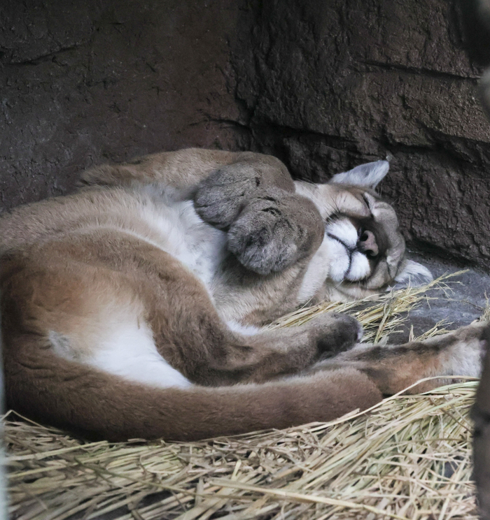 Лапушки пумушки :3