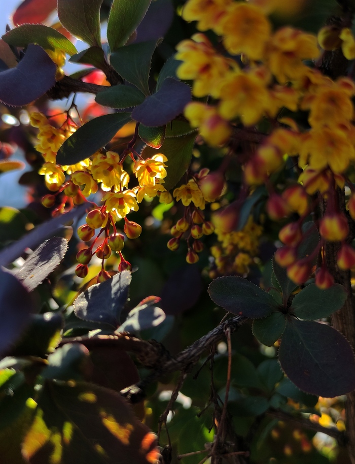 ���������� ����