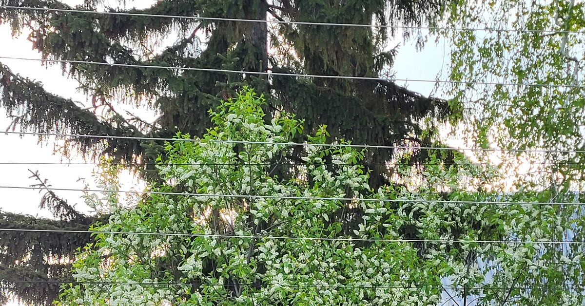 Ребята, черемуха зацвела! | Пикабу