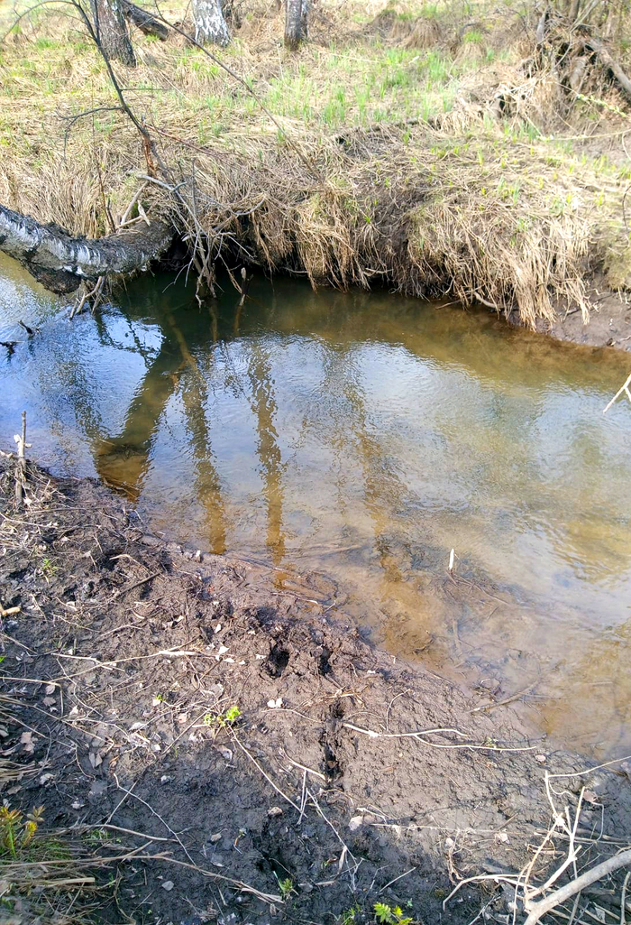 Весной в лесу Отдых на природе, Охота, Охотник, Бобры, Лес, Река, Лось, Косуля, Длиннопост