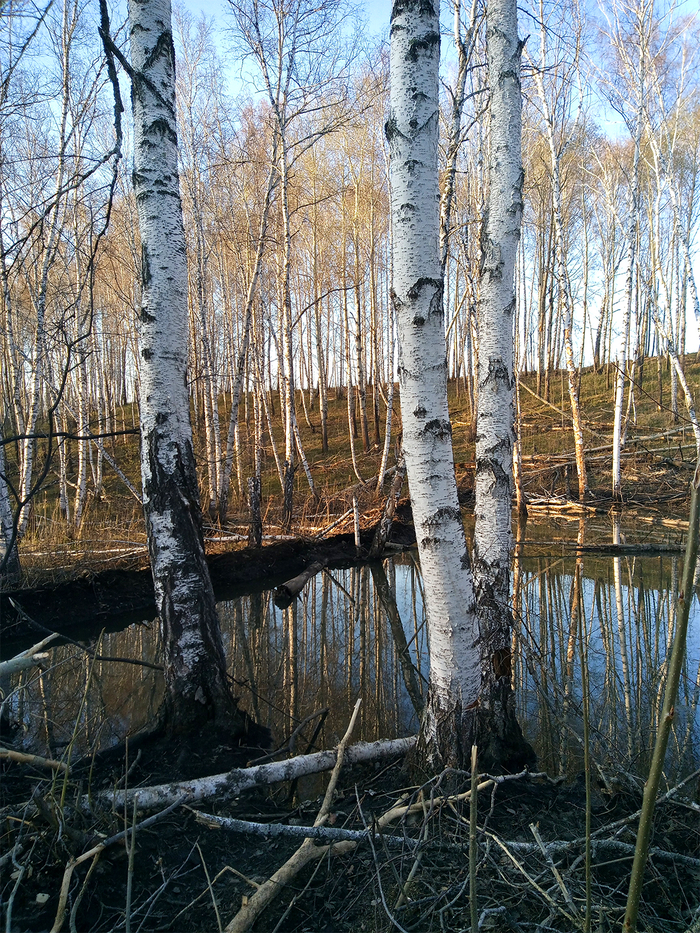 Весной в лесу Отдых на природе, Охота, Охотник, Бобры, Лес, Река, Лось, Косуля, Длиннопост