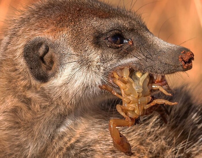 Не грусти, похрусти