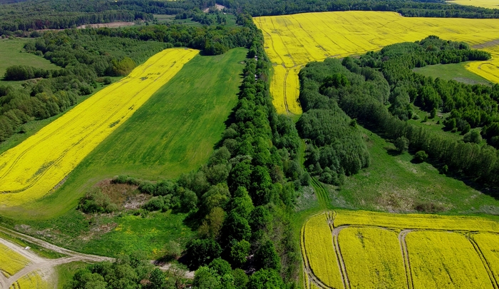 Рапсовые поля Рапс, Поле, Калининградская область, Природа, Квадрокоптер, Длиннопост, Фотография