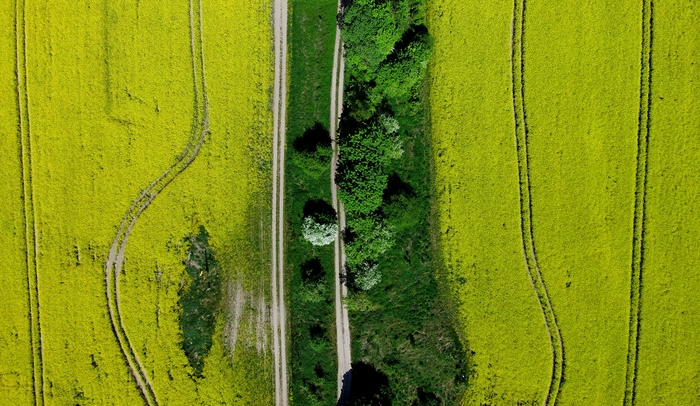 Рапсовые поля Рапс, Поле, Калининградская область, Природа, Квадрокоптер, Длиннопост, Фотография
