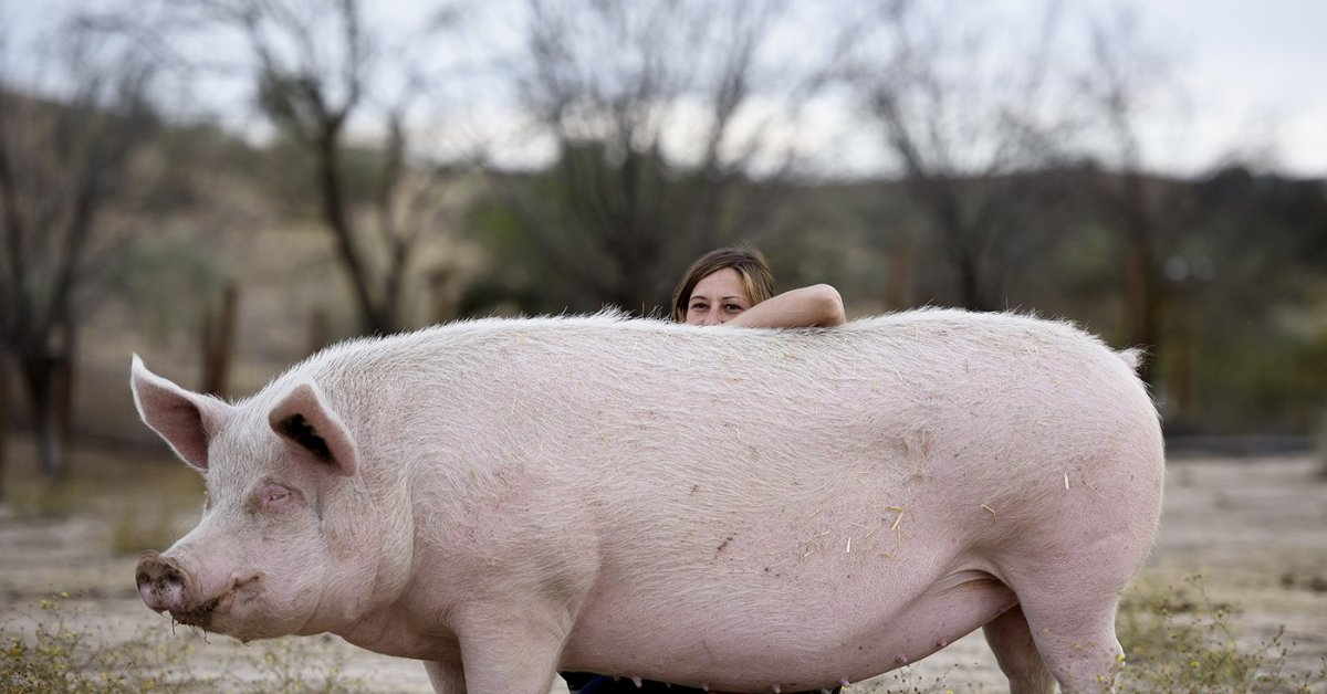 Реальная свинья. Ландрас (порода свиней). Эстонская беконная свинья. Поросята ландрас. Крупная белая порода свиней.