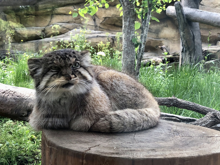 ����� �������� ���� (���) , ����� �������� ����...