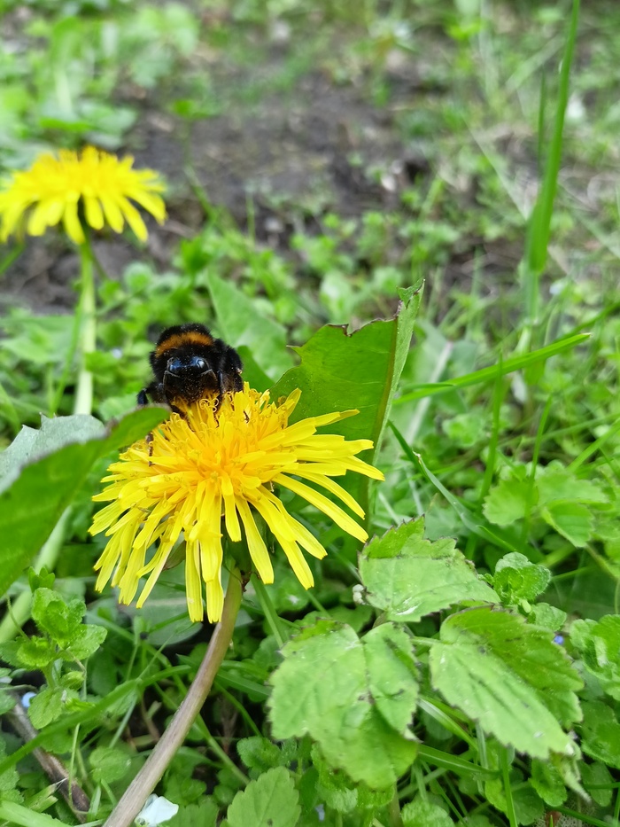 Просто шмель) | Пикабу