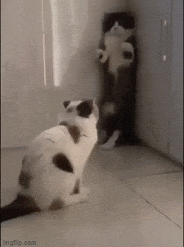 Кошачьи разборки Гифка, Кот, Собака