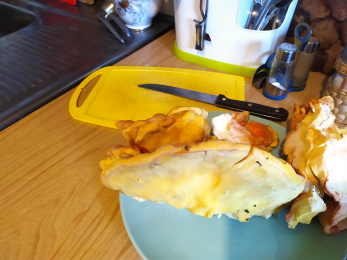 Помогите с определением гриба | Пикабу