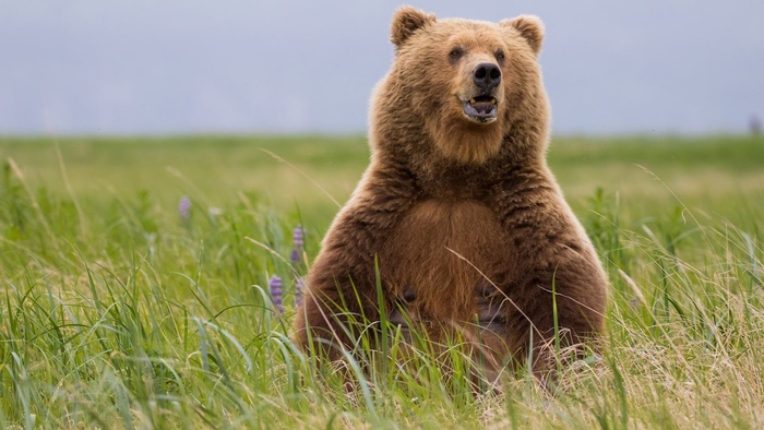 Пока медвежата гуляют