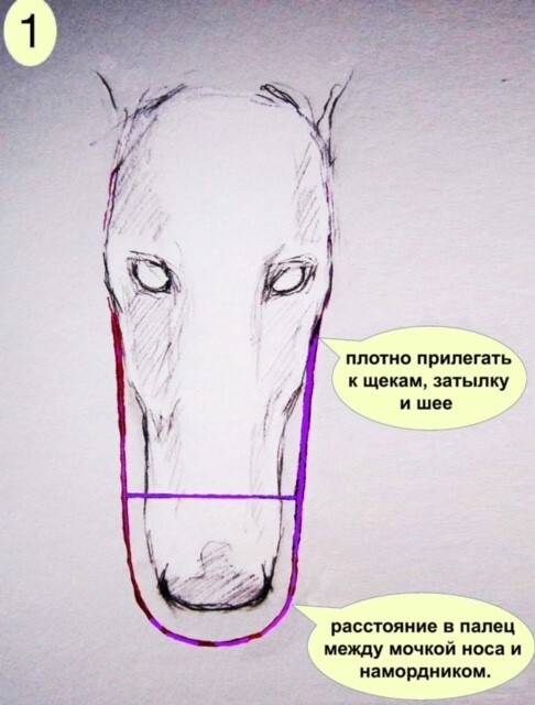 Беговой намордник: виды и как подобрать для своего грейхаунда | Пикабу