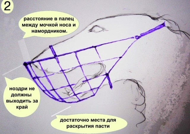 Беговой намордник: виды и как подобрать для своего грейхаунда | Пикабу