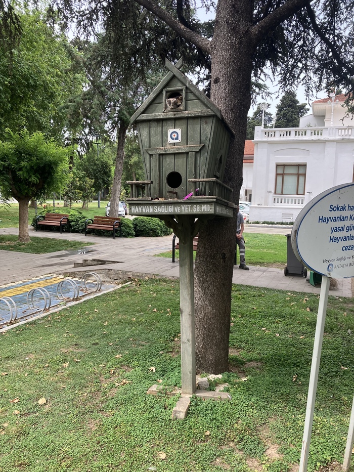 Скворцы прилетели | Пикабу