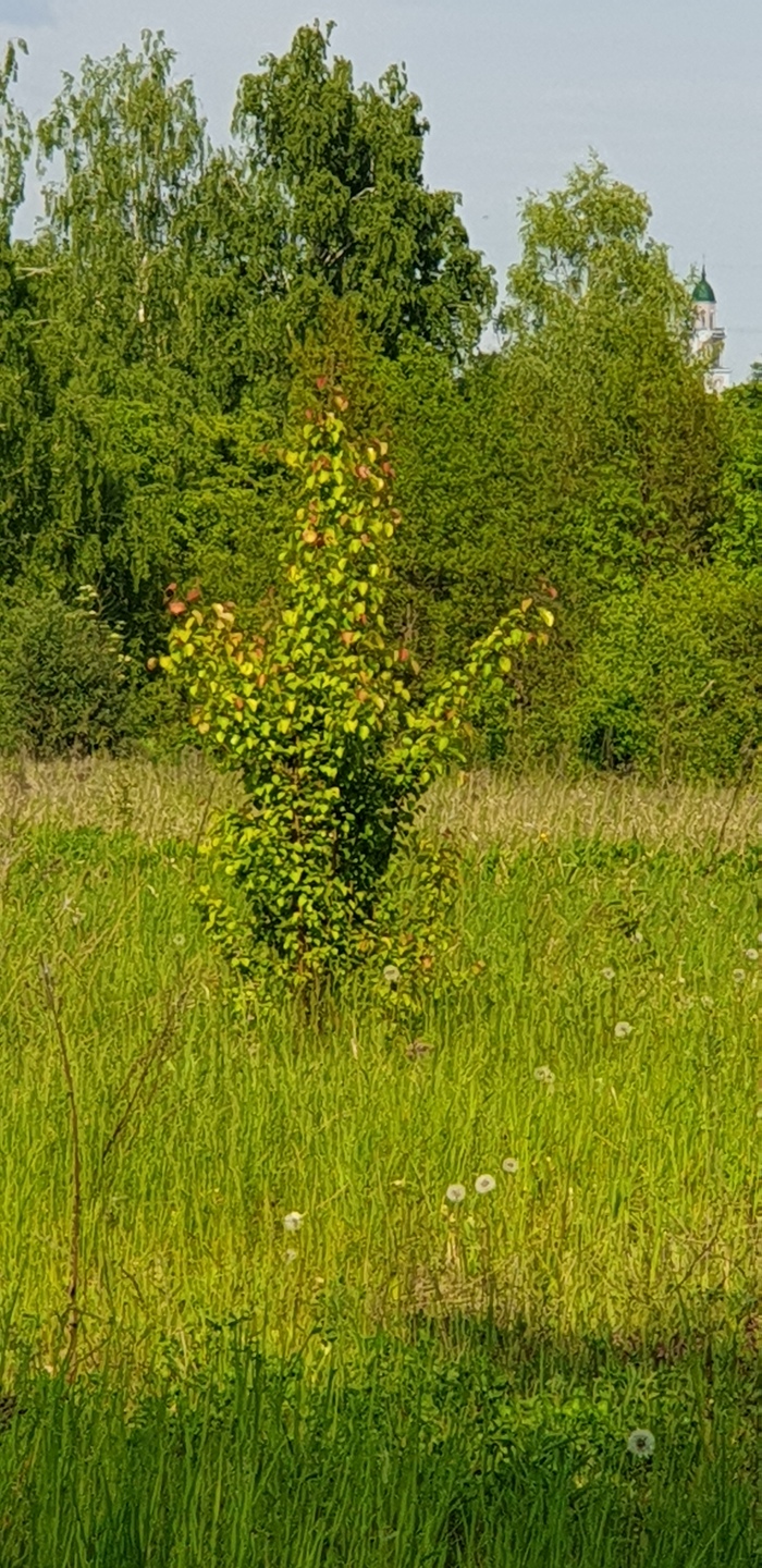 Лето привет!