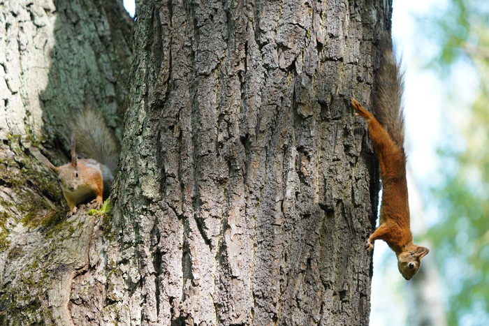 Белки ЦПКиО, май'23 | Пикабу