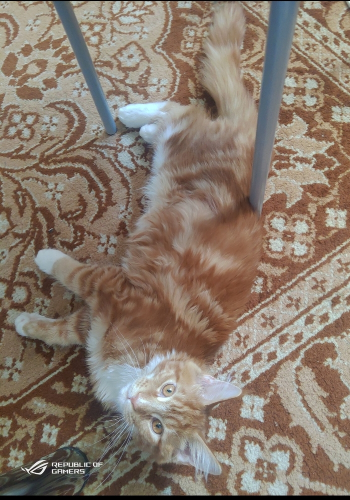 Мяу, или попытка мимикрировать под коврик