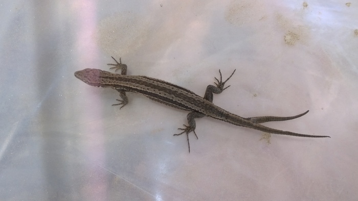 �������, ��������