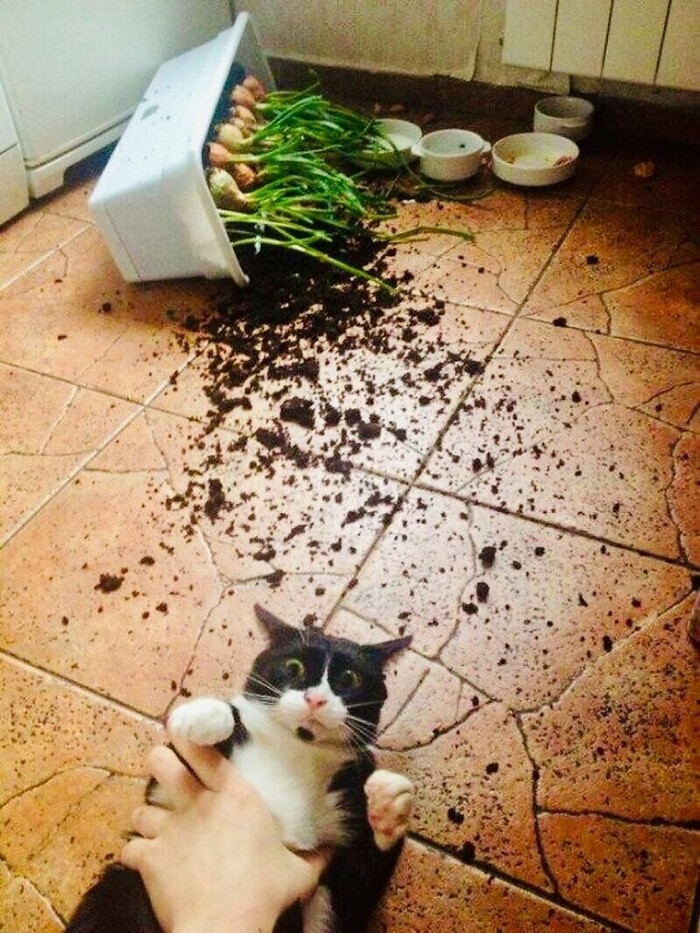 Плагиат и баян