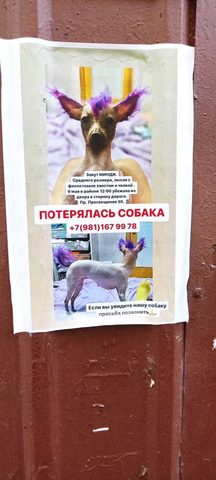 Внимание - потеряшка | Пикабу