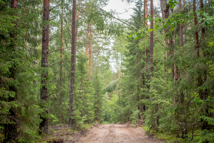 Ответ на пост «Не Шишкин»