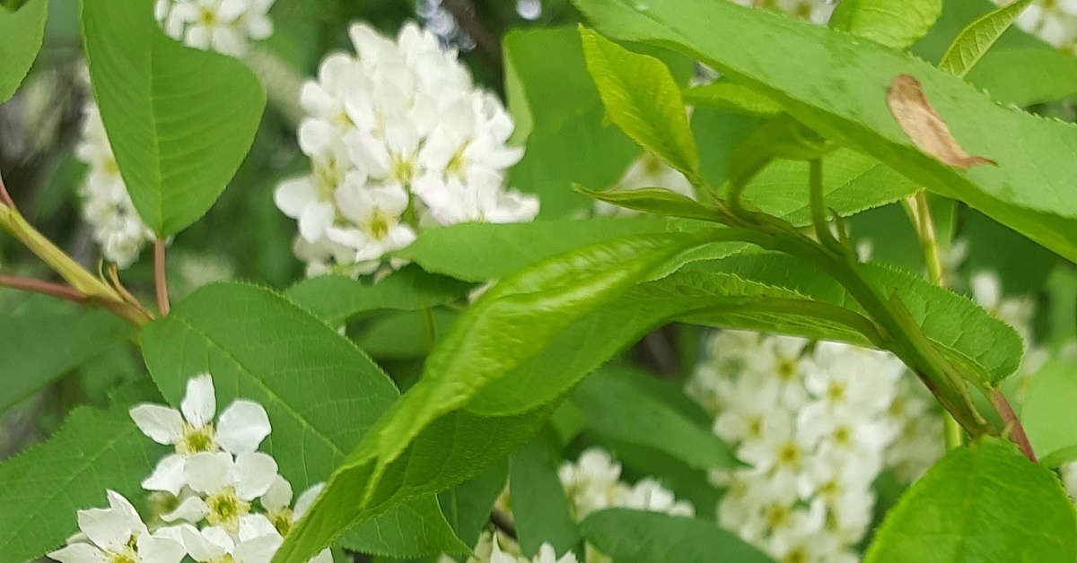 Черемуха | Пикабу