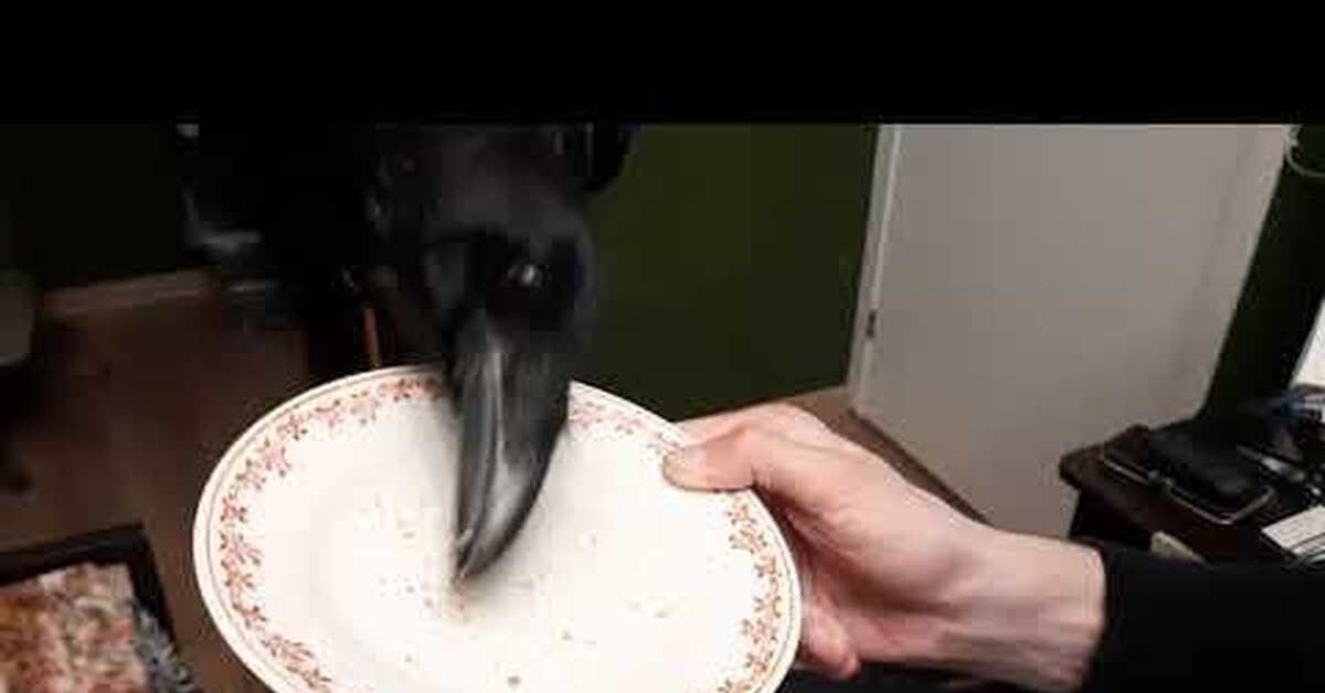 Сказка "Лисица и Журавль" пошла не по плану | Пикабу