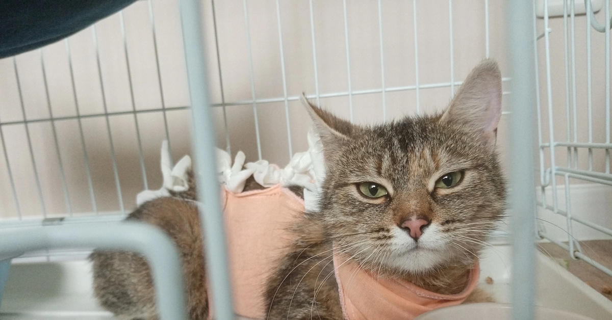 Кошка спрашивала кошку. Кошка забеременела от человека. Может ли кошка забеременеть без кота