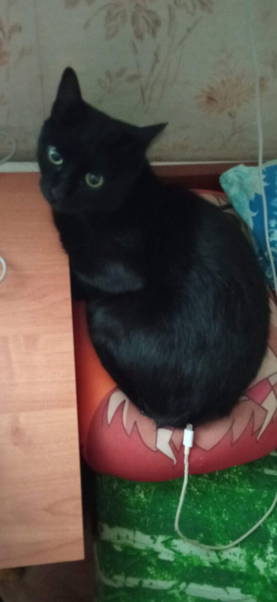 Зарядка кота