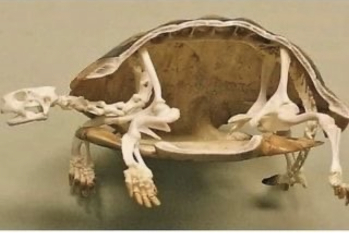 Черепаха не живет в своём панцире