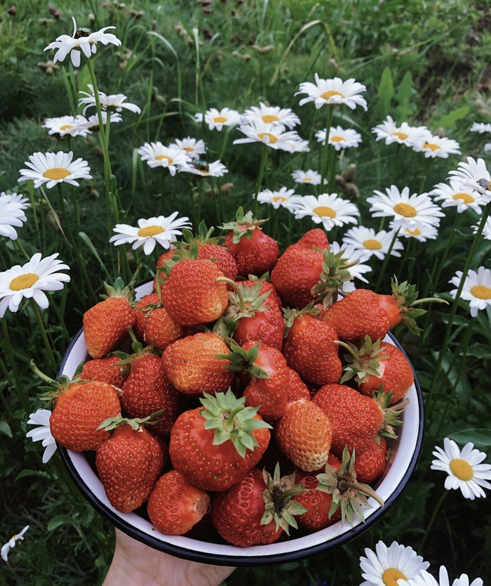 ������ �����!)