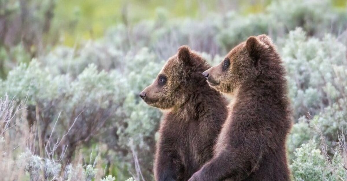 Двое из ларца одинаковы с лица | Пикабу