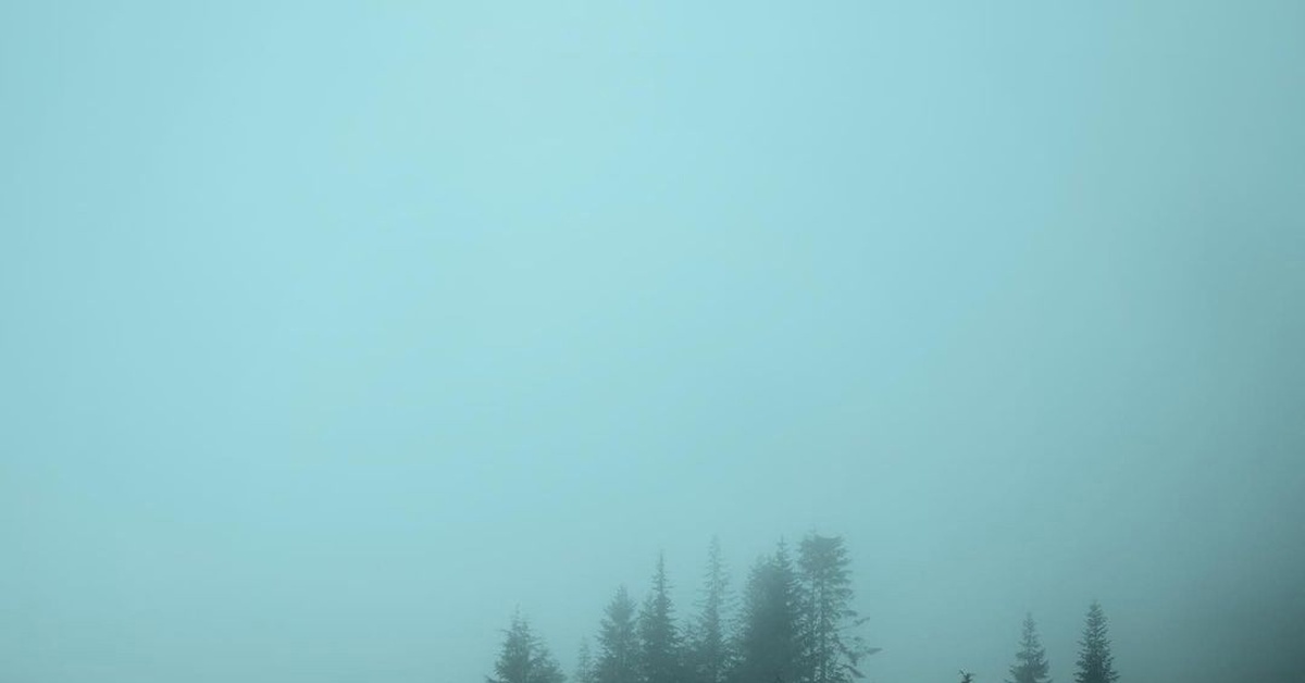 Лесная свежесть | Пикабу