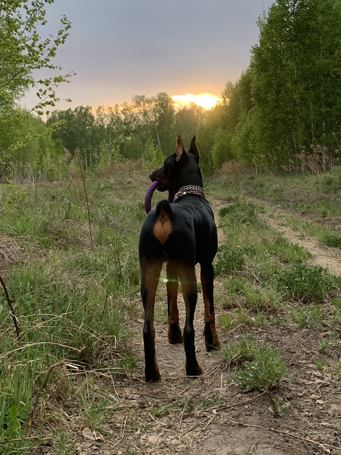 Знакомьтесь, Хэппи