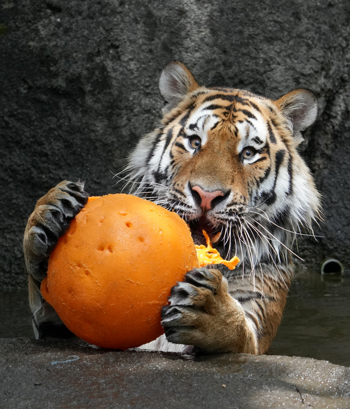 Смари, какой у меня мячик!