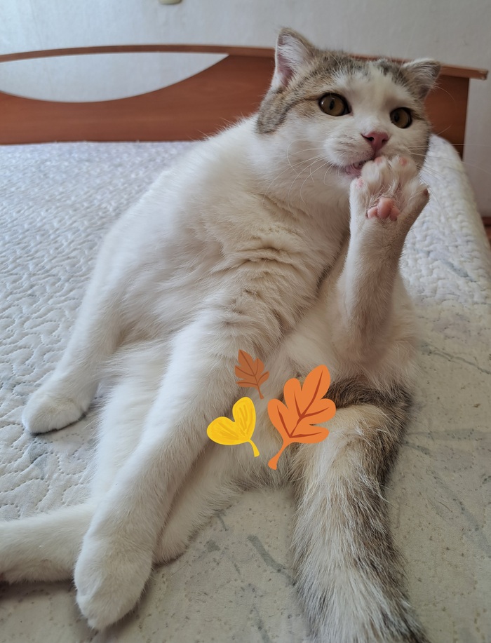 Кото-йога (Асана "Супта Падангуштхасана")