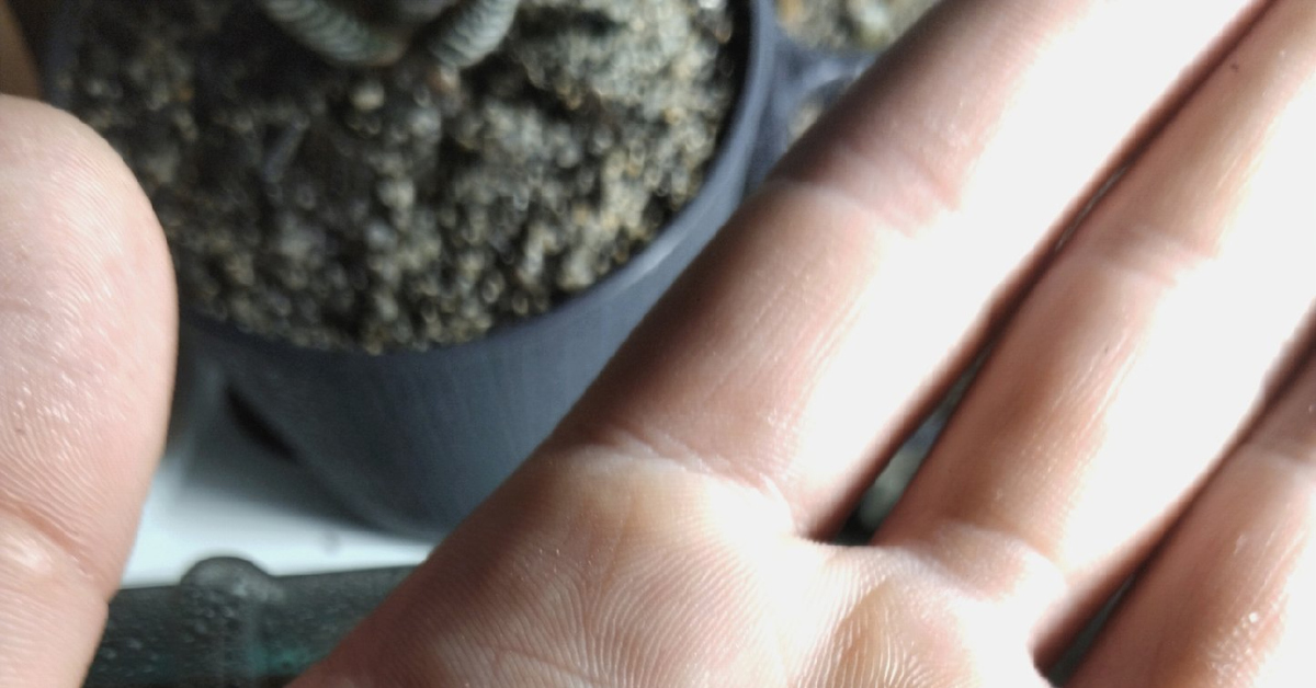 Из чего можно вырастить кактус? | Пикабу