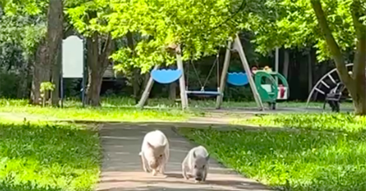 проснись маленький поросенок игра brain. игра морская свинка для андроид. Bad piggies фон. пищеварительная система свиньи. секретный рецепт пирога игра piggly.