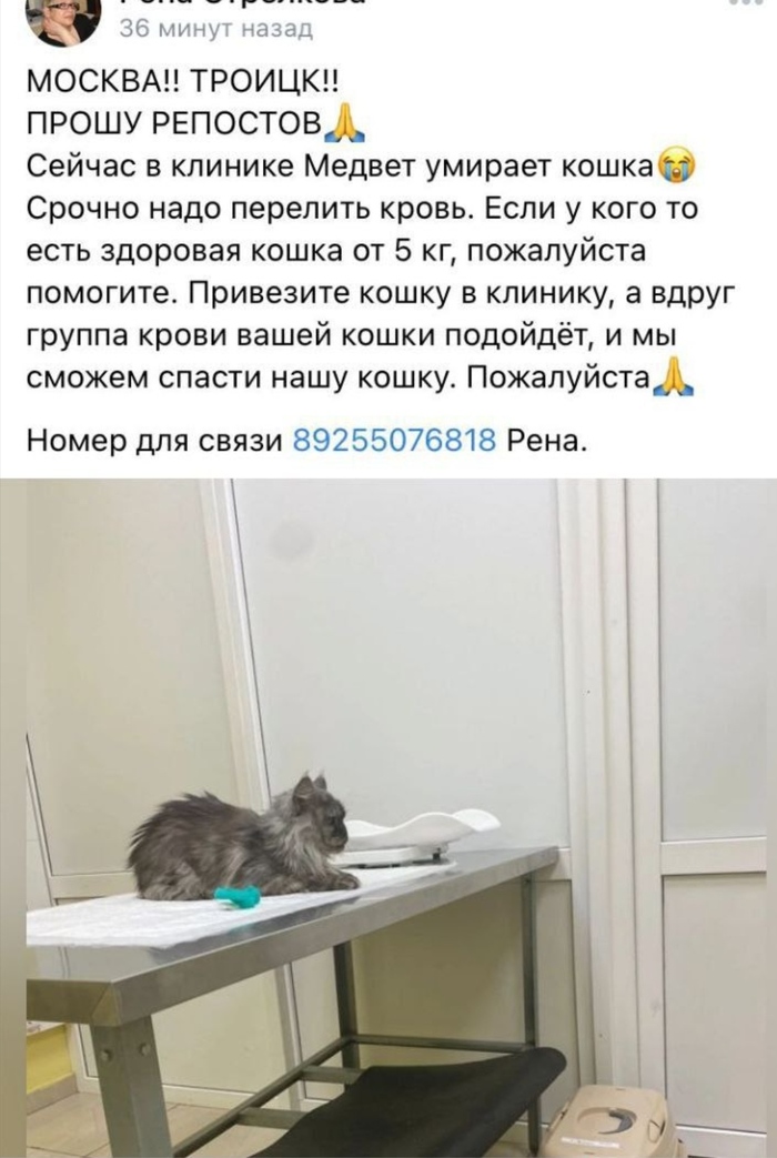 [UPD: сообщили, что донор найден] Москва-Троицк. Срочно нужен кот-донор в МедВет Без рейтинга, Кот, Донор, Помощь животным, Троицк, Новая Москва, Москва, Медвет