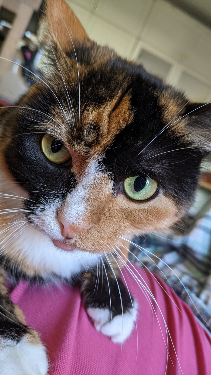 Пряня Трехцветная кошка, Шотландская вислоухая, Лапки, Кот, Мобильная фотография