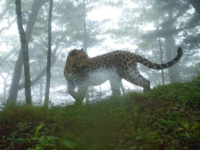 Лео во мгле