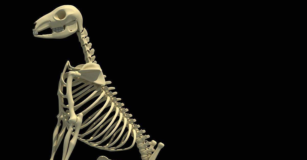 Вопрос по палеонтологии | Пикабу