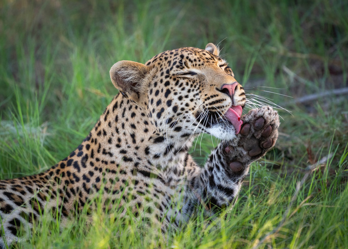 Леопард моет лапы после еды