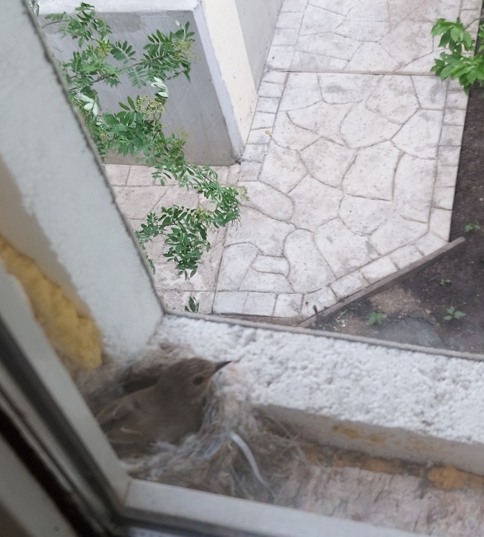 Пернатое соседство