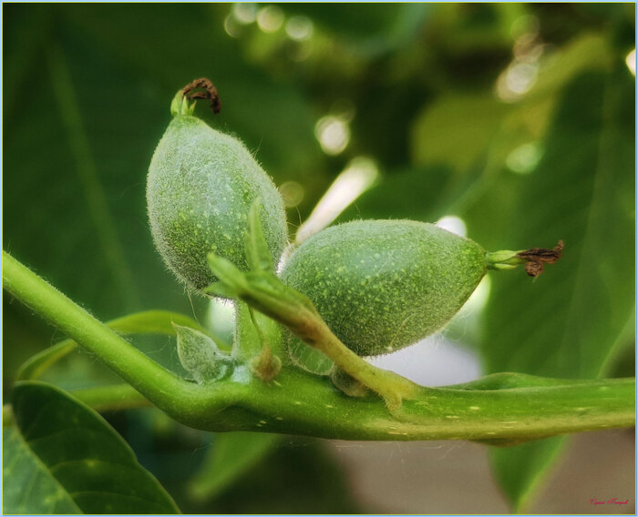 Это завязь грецкого ореха