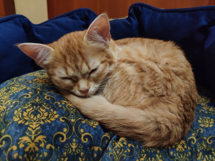 Рыженький подобрыш ищет дом г. Москва