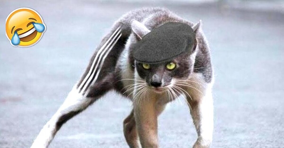 Кот гопник