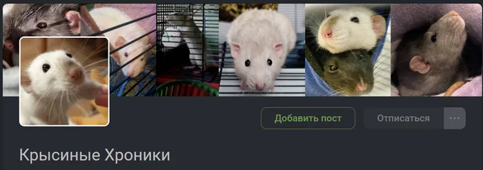 Крысофото месяца (июнь): Принимаем заявки!