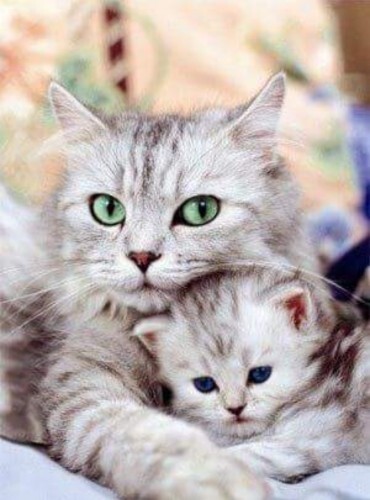 Немного милоты 5