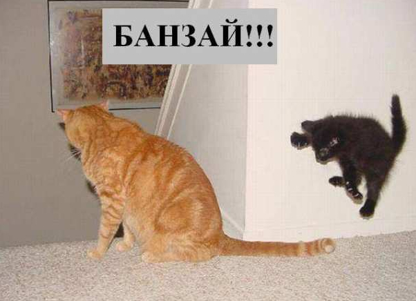 Чей хвост... | Пикабу
